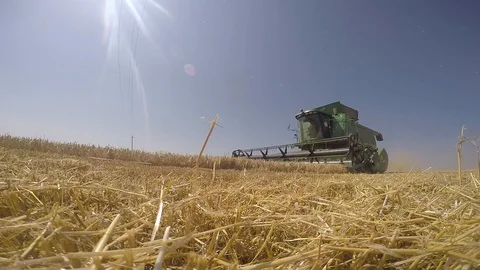 Combine harvesting grain Stock Footage 88884302