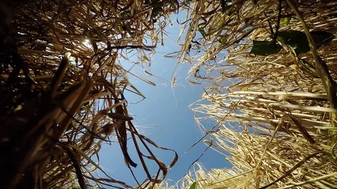 Combine harvesting grain Vídeo Stock 88884375