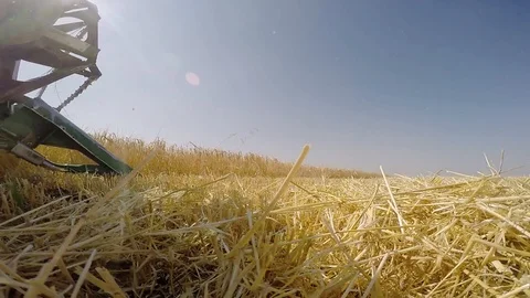 Combine harvesting grain Stock Footage 88884404