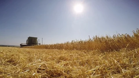 Combine harvesting grain Stock Footage 88884412