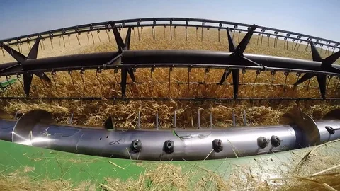 Combine harvesting grain Vídeo Stock 88884418