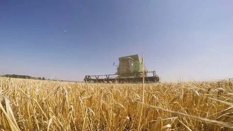 Combine harvesting grain Stock Footage 88884448