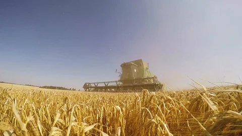 Combine harvesting grain Stock Footage 88884477