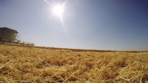 Combine harvesting grain Stock Footage 88884479