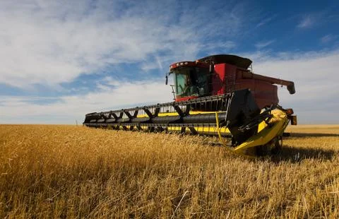 Combine harvesting Foto stock