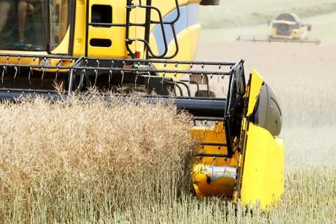 Combine harvesting rape Stock Photos