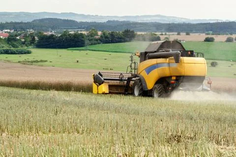 Combine harvesting rape Foto stock