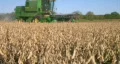Combine Harvesting Soybeans 03 HD Footage