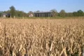 Combine Harvesting Soybeans 03 Footage