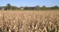 Combine Harvesting Soybeans 03 HD Footage