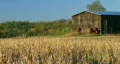 Combine Harvesting Soybeans 05 HD Footage