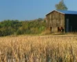 Combine Harvesting Soybeans 05 SD Footage