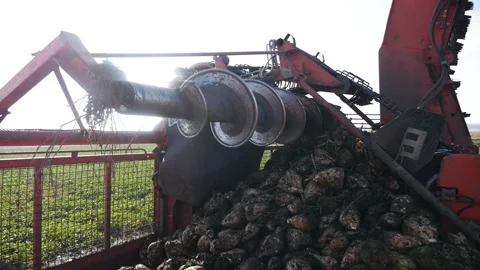 Combine harvesting sugar beet Stock Footage 97772064