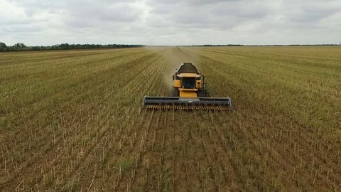 Combine harvesting sunflower Stock Footage 80296048