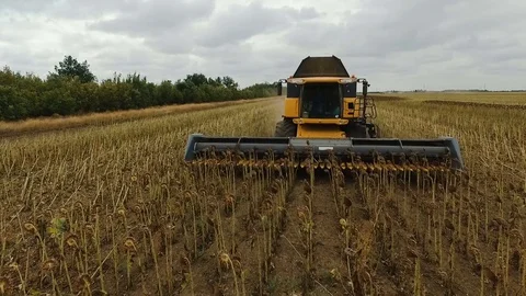 Combine harvesting sunflower Video stock 80296119