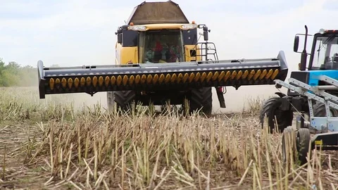 Combine harvesting sunflower Stock Footage 80437381