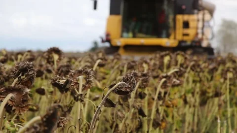 Combine harvesting sunflower Stock Footage 80437510