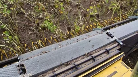 Combine harvesting sunflower Stock Footage 80437635