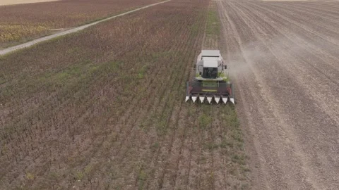 Combine is harvesting the sunflowers Stock Footage 345768511