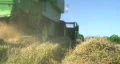 Combine Harvesting Wheat 02 HD Footage