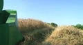 Combine Harvesting Wheat 02 HD Footage