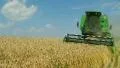 Combine Harvesting Wheat 03 HD Footage