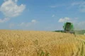 Combine Harvesting Wheat 03 Footage