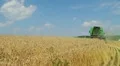 Combine Harvesting Wheat 03 HD Footage