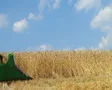 Combine Harvesting Wheat 04 SD Footage