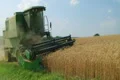 Combine Harvesting Wheat 05 Footage