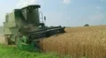Combine Harvesting Wheat 05 HD Footage