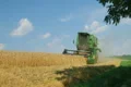 Combine Harvesting Wheat 07 Footage
