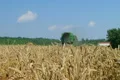 Combine Harvesting Wheat 08 Footage