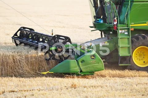 Combine harvesting wheat crop on Canadian Prairie, close up view. Near Winkler, Stock Photos