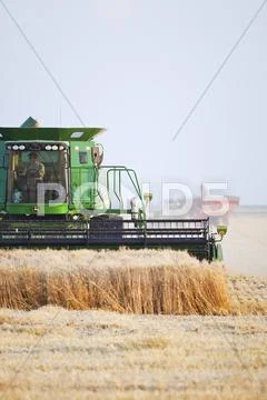Combine harvesting wheat crop on Canadian Prairie. Near Winkler, Manitoba, Stock Photos