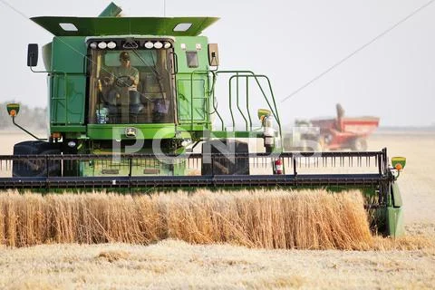 Combine harvesting wheat crop on Canadian Prairie. Near Winkler, Manitoba, Stock Photos