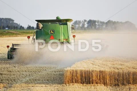 Combine harvesting wheat crop on Canadian Prairie. Near Winkler, Manitoba, Stock Photos