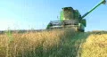 Combine Harvesting Wheat HD Footage