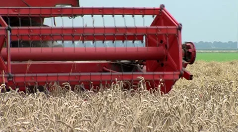 Combine Harvesting Wheat Stock Footage 8555897