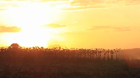 Combine harvesting wheat Stock Footage 24036823