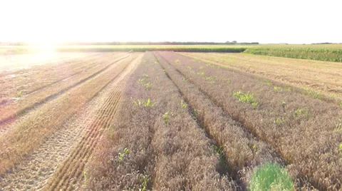 Combine harvesting wheat Stock Footage 36016145