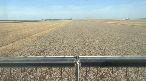 Combine Harvesting Wheat Stock Footage 39959620