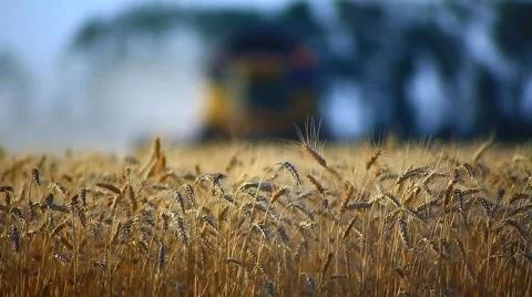 Combine harvesting wheat Stock Footage 40340532
