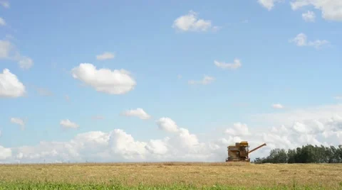 Combine Harvesting Wheat Stock Footage 40764637