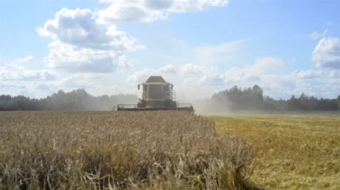 Combine Harvesting Wheat Stock Footage 40764647