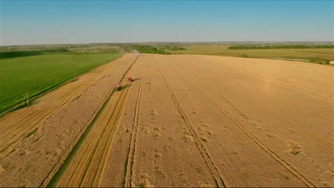 Combine harvesting wheat Stock Footage 100660649