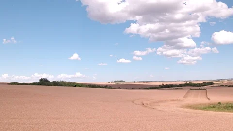 Combine Harvesting Wheat Stock Footage 106193205