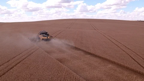 Combine Harvesting Wheat Stock Footage 106215185