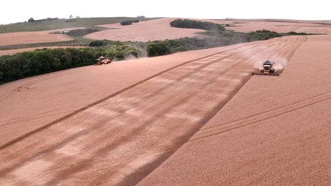 Combine Harvesting Wheat Stock Footage 106215681