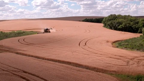 Combine Harvesting Wheat Stock Footage 106250025